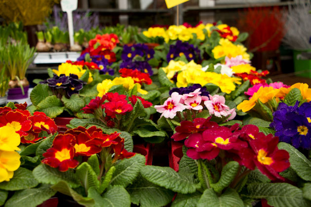 Impressionen vom Frühlingsmarkt in Barsinghausen