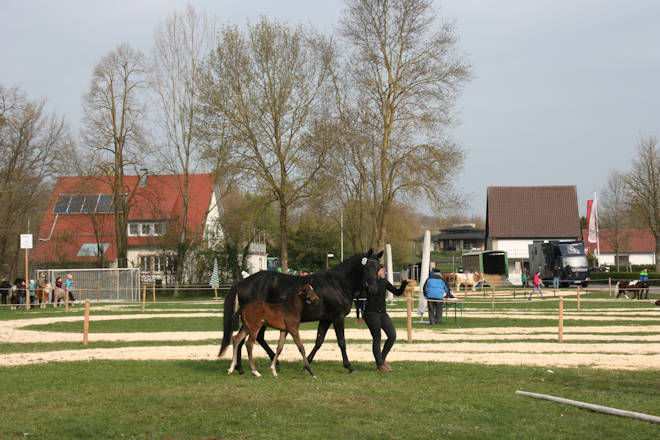 Impressionen von der Pferdeprämierung beim Ostermarkt in Ilshofen