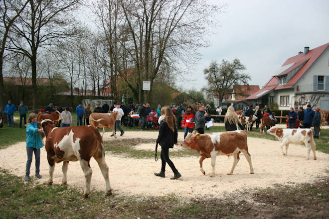 Impressionen vom Kälbervorführwettbewerb beim Ostermarkt in Ilshofen